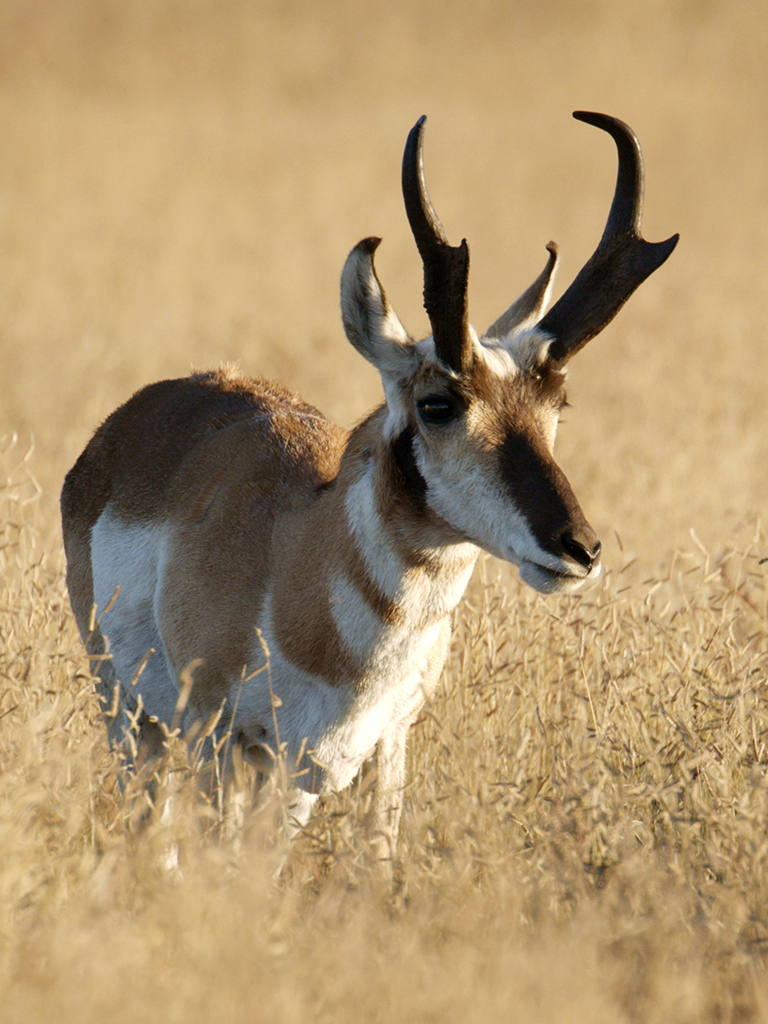 Pronghorn