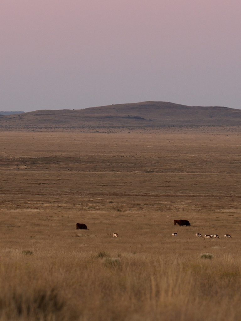 cattle