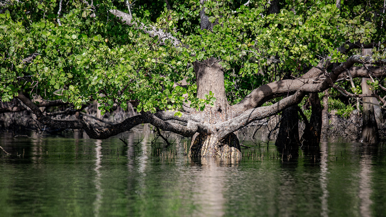 Mangroves and shrimp farming can coexist. Photo courtesy of Pact.