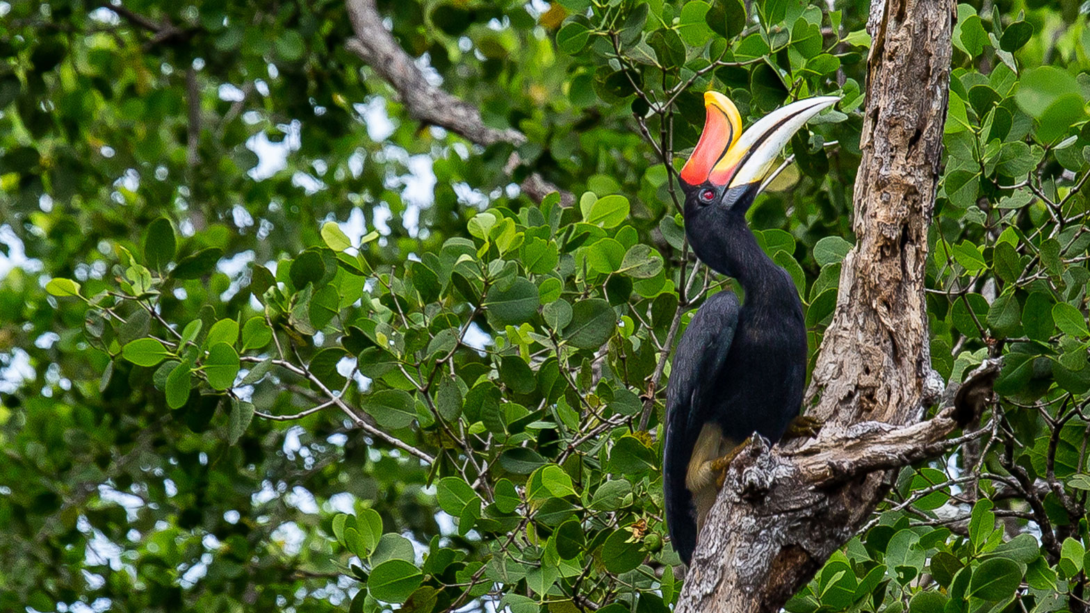 A rhinoceros hornbill is one of the many species that call the mangrove forest home. Photo courtesy of Pact.